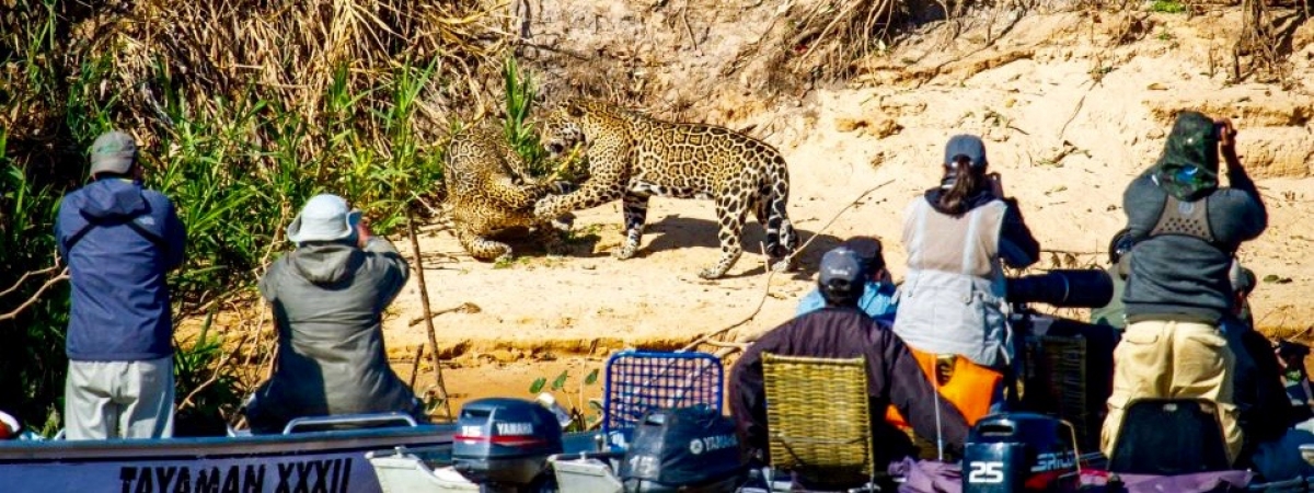 Jaguar Safaris