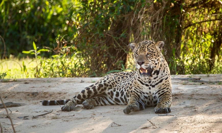 porto jofre jaguar tour